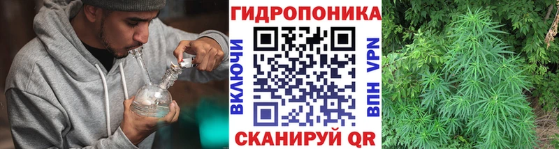 Канабис OG Kush  Барыш 